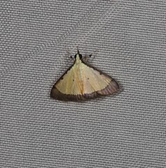 Pseudonoorda metalloma