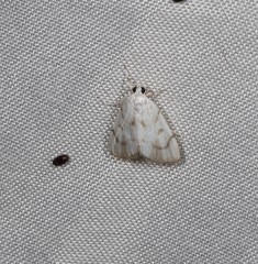 Sericophylla nivalis