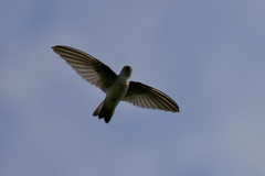 Aerodramus spodiopygius