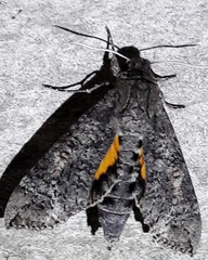 Isognathus allamandae