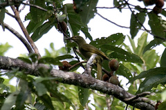 Gymnomyza brunneirostris