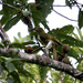 Duetting Giant Honeyeater - Photo (c) Bird Explorers, some rights reserved (CC BY-NC), uploaded by Bird Explorers