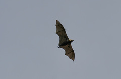 Pteropus tonganus