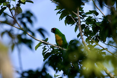 Prosopeia personata