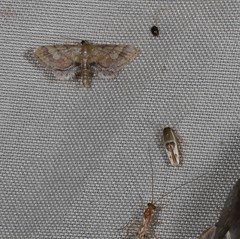 Stathmopoda megathyma