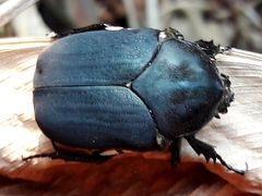 Allorrhina menetriesi