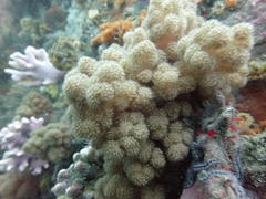 Eunephthya thyrsoidea