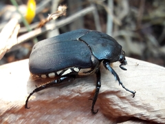 Allorrhina menetriesi