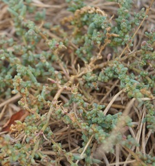 Suaeda prostrata