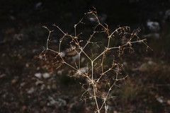 Galium tenuissimum