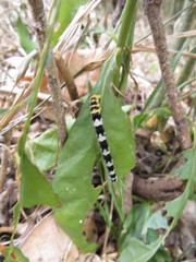Mitriostigma axillare