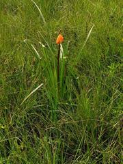 Kniphofia linearifolia