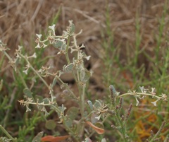 Atriplex pedunculata