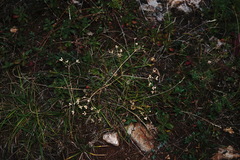 Trinia biebersteinii