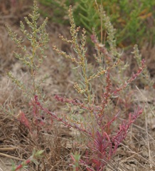 Suaeda prostrata