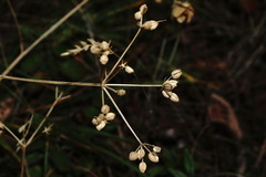 Trinia biebersteinii