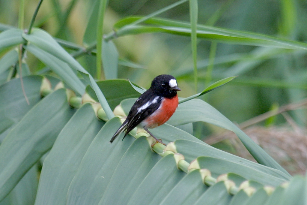 Pacific Robin photo