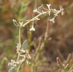 Atriplex pedunculata
