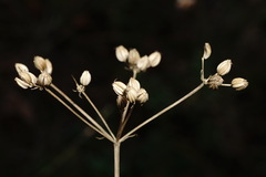 Trinia biebersteinii