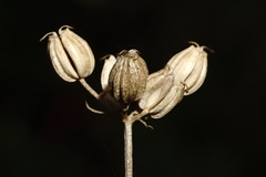 Trinia biebersteinii