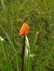 Kniphofia linearifolia