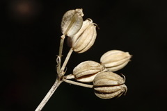 Trinia biebersteinii