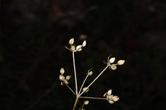 Trinia biebersteinii