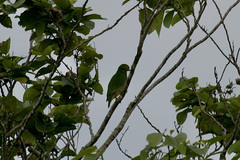 Ptilinopus luteovirens