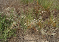 Atriplex pedunculata