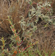Atriplex pedunculata