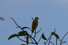 Ptilinopus luteovirens