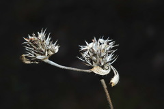 Trifolium scabrum