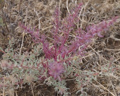 Suaeda prostrata