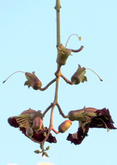 Kigelia africana africana