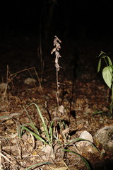 Epipactis krymmontana