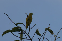 Ptilinopus luteovirens