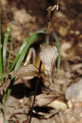 Epipactis krymmontana