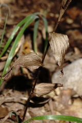 Epipactis krymmontana
