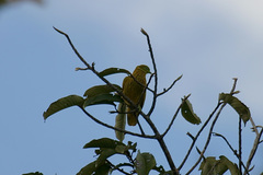 Ptilinopus luteovirens