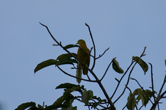 Ptilinopus luteovirens