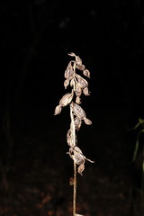 Epipactis krymmontana