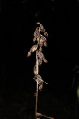 Epipactis krymmontana