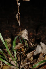 Epipactis krymmontana