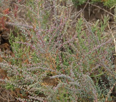 Suaeda prostrata