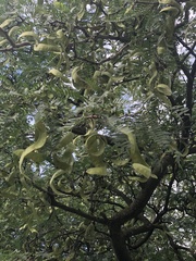 Gleditsia triacanthos