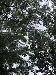 Gleditsia triacanthos