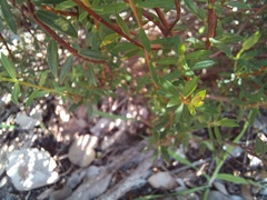 Pimelea preissii