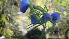 Psoralea laevigata