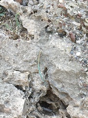 Anatololacerta pelasgiana