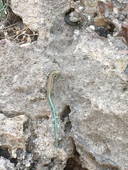 Anatololacerta pelasgiana